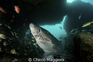 smiling raggie in the Cathedral @Aliwal Shoal by Chicco Maggioni 